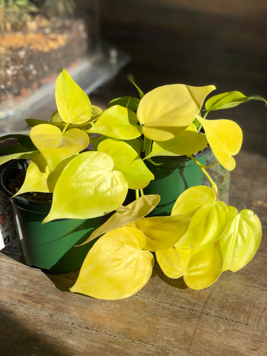 Lemon lime heartleaf philodendron