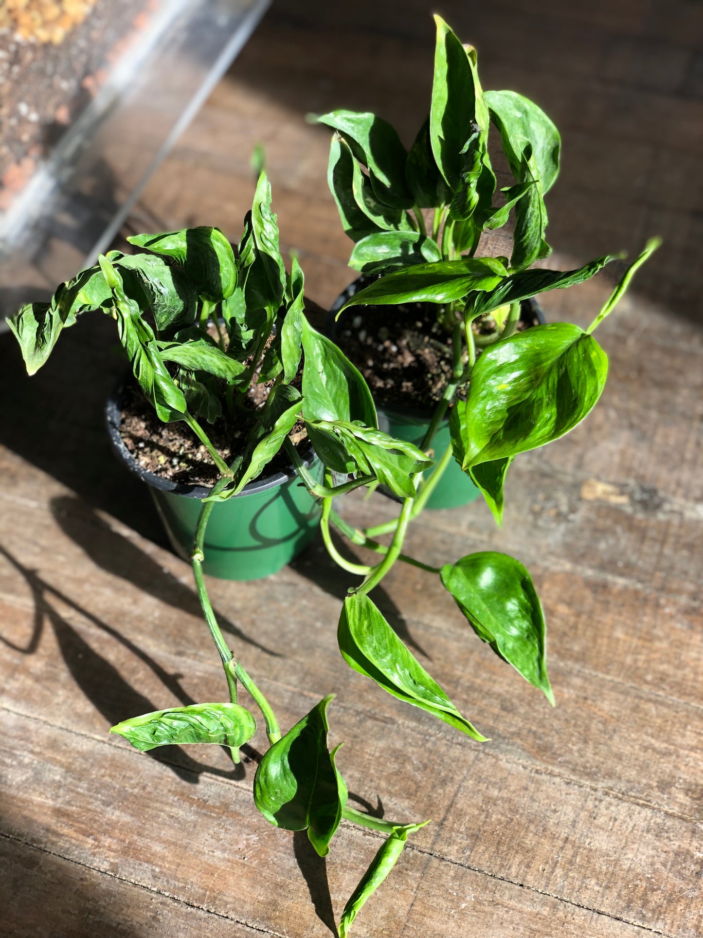 Shangri-La pothos