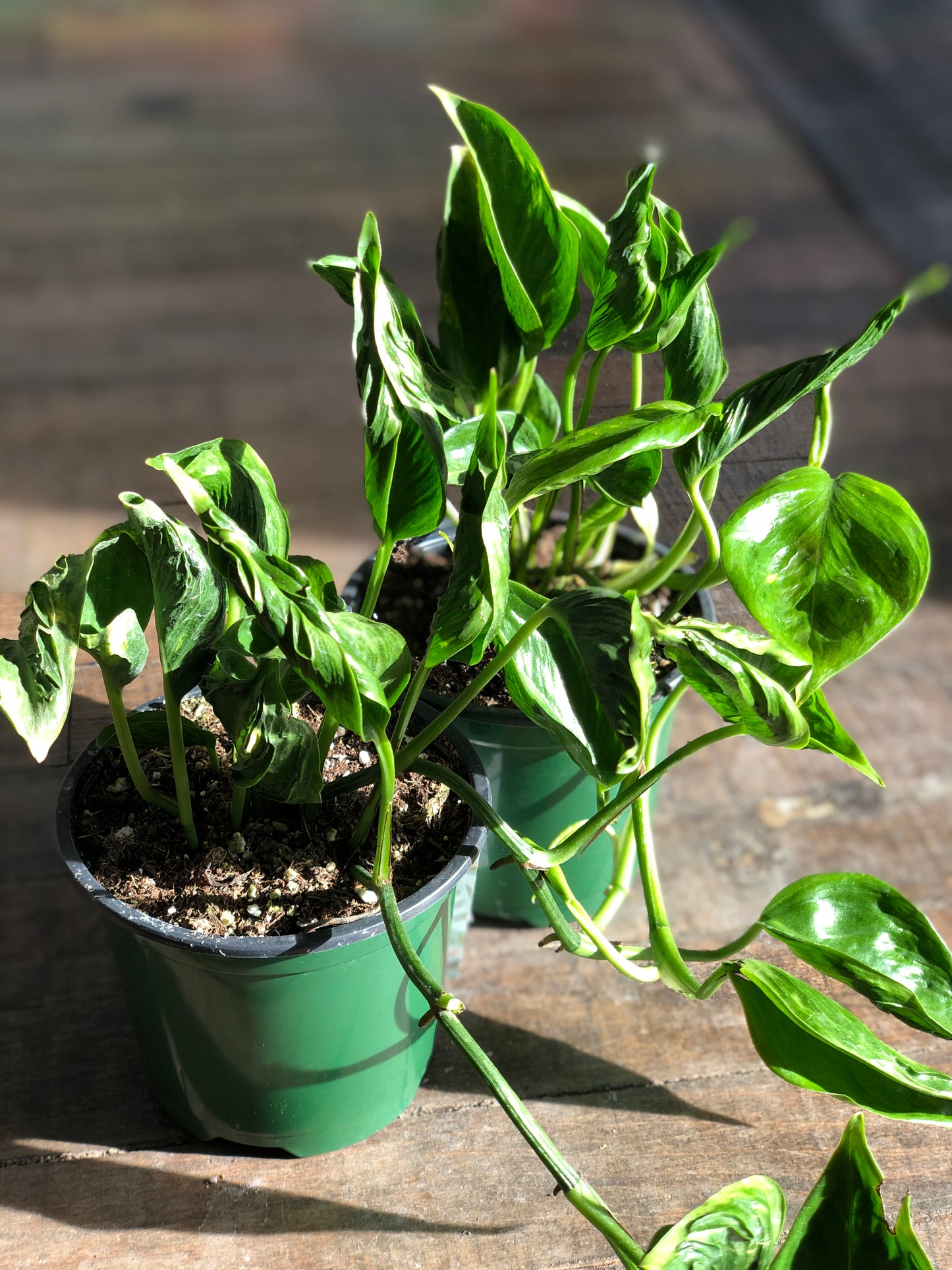 Shangri-La pothos