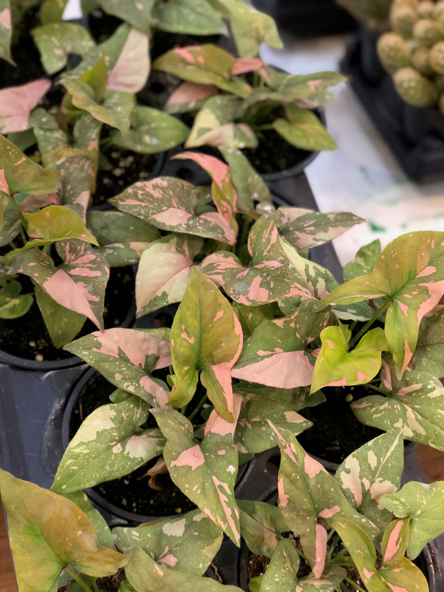 Pink splash syngonium
