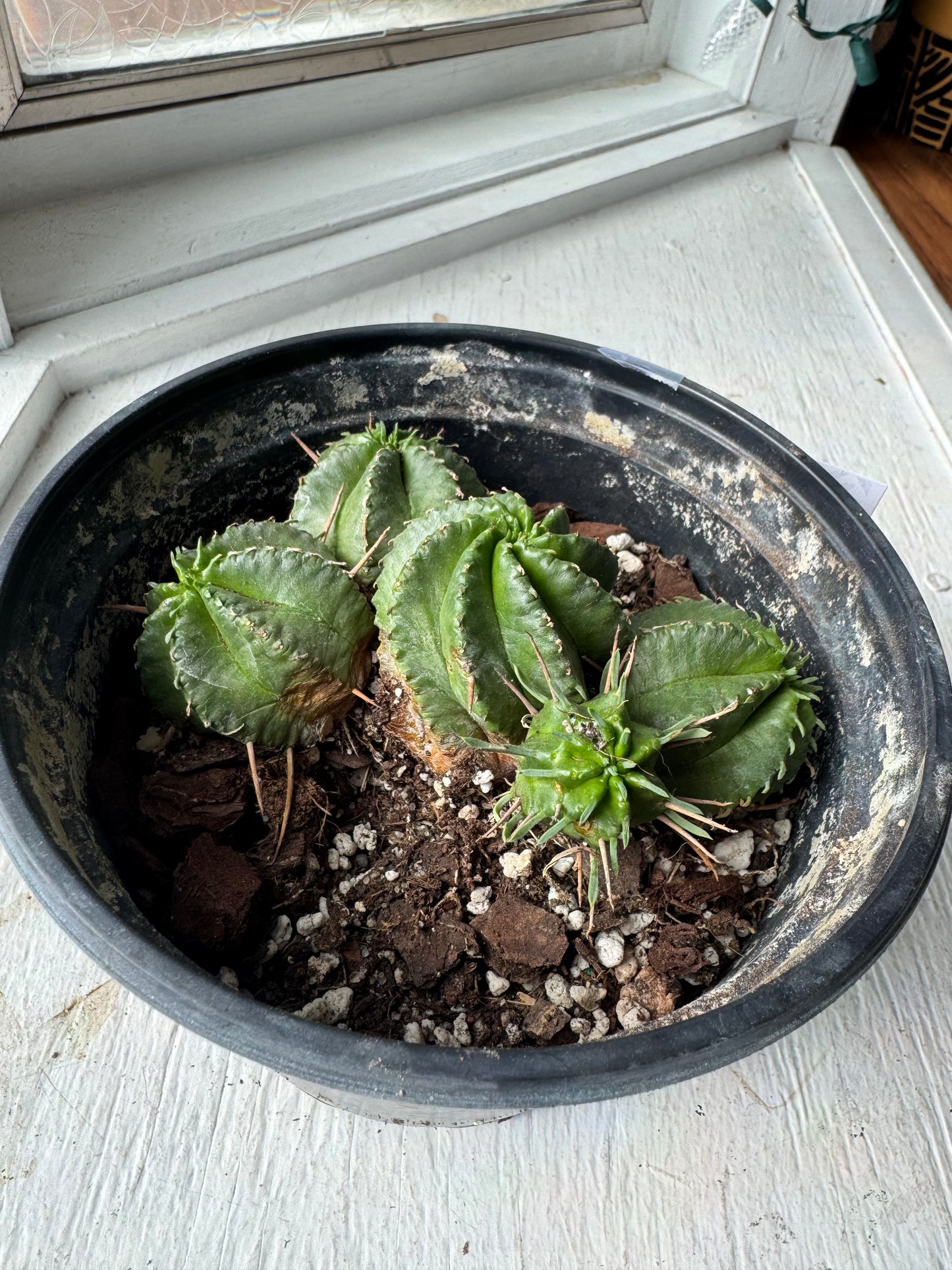 Euphorbia Meloformis