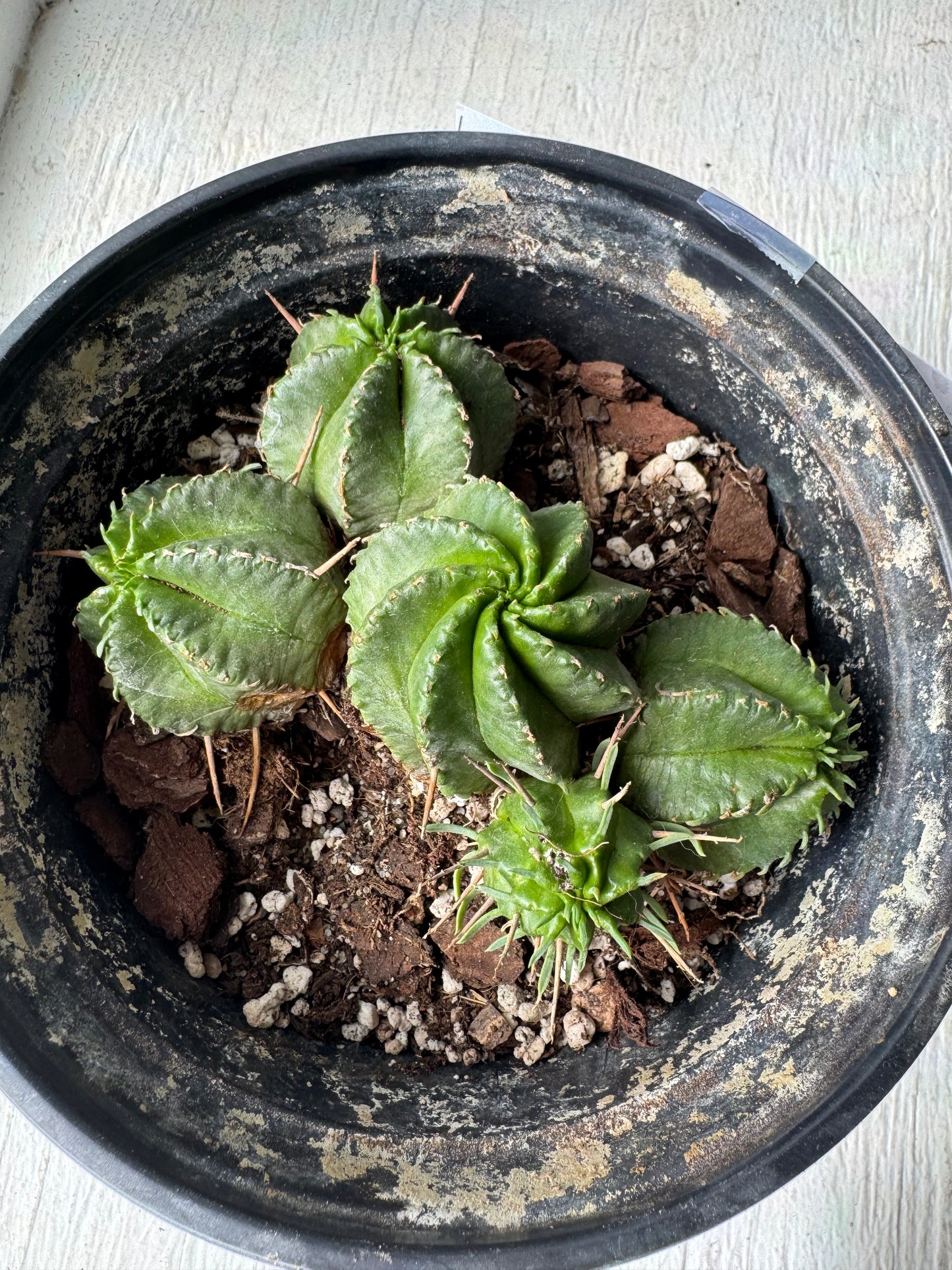 Euphorbia Meloformis