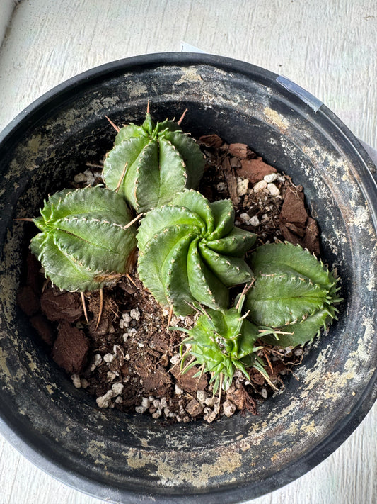 Euphorbia Meloformis