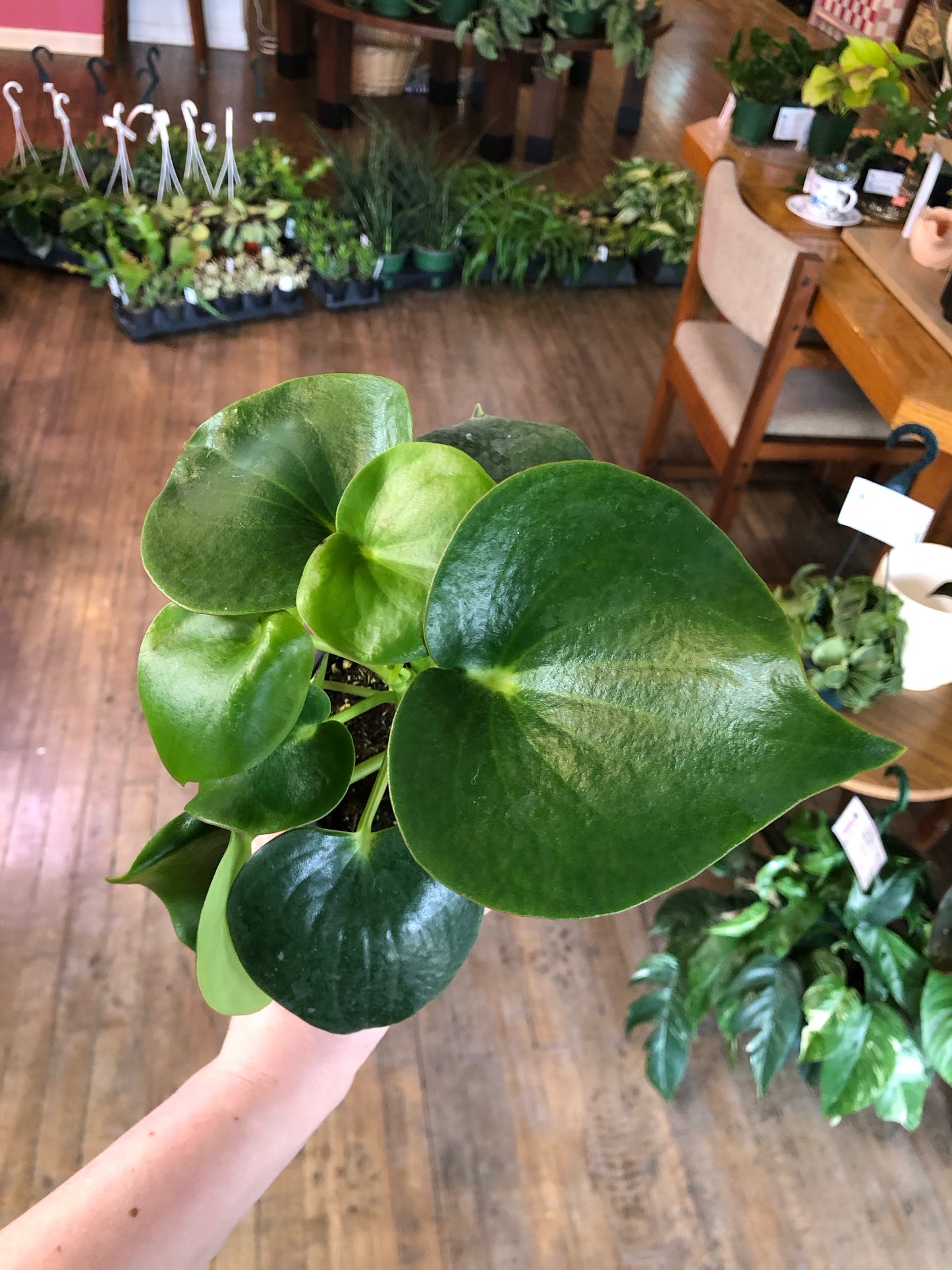 Peperomia polybotrya