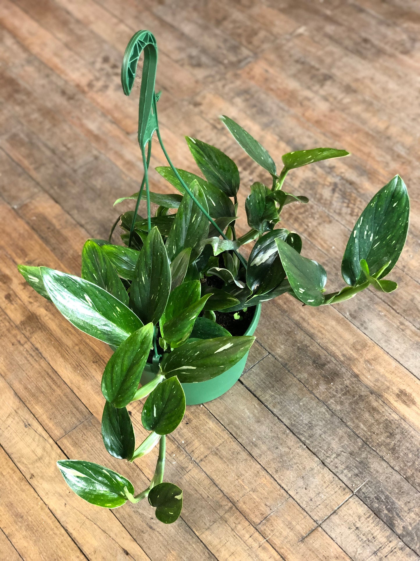 Monstera standleyana