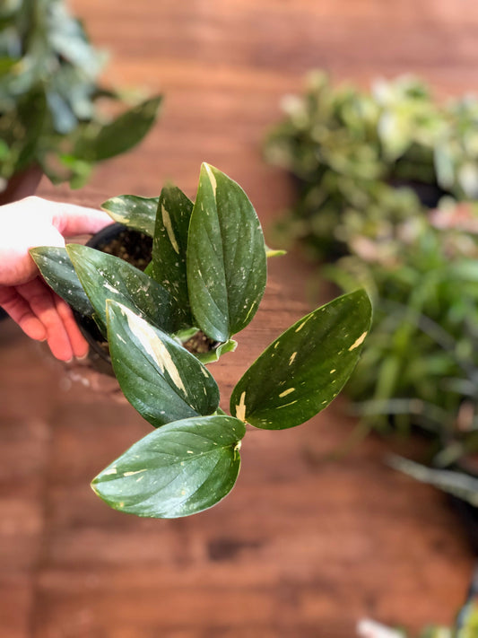 Monstera standleyana