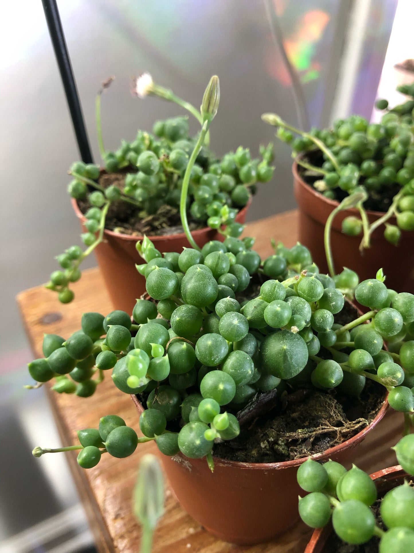 String of pearls