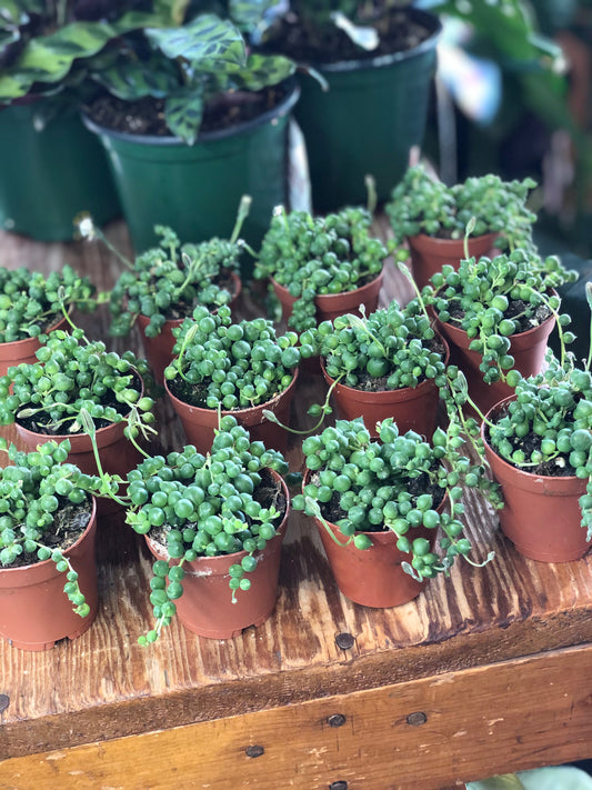 String of pearls