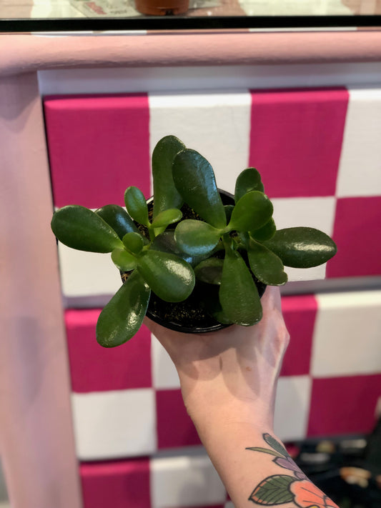 Crassula ovata (jade plant)