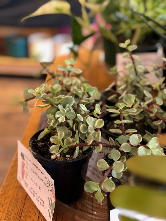Variegated elephant jade