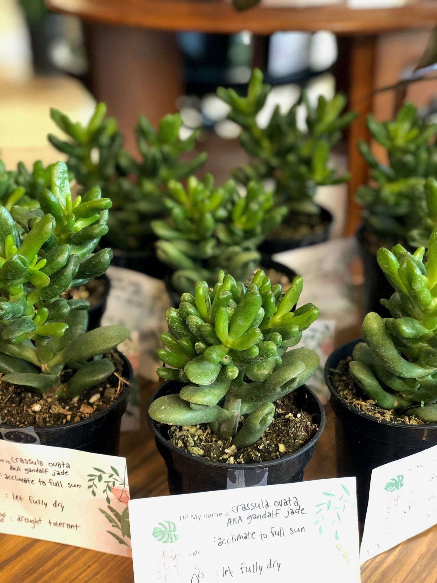 Crassula ovata “gandalf” (jade plant)