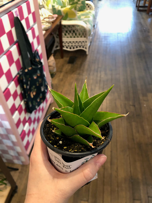 Green tower snake plant
