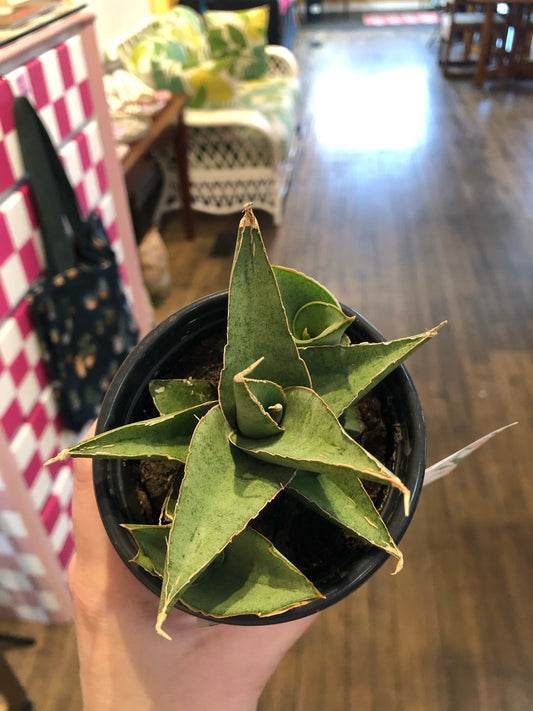 Grey tower snake plant