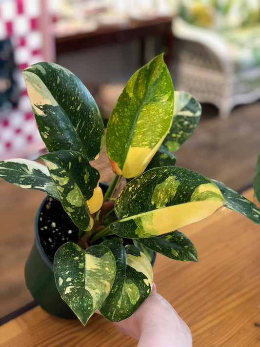 Copper flame philodendron (variegated green congo)