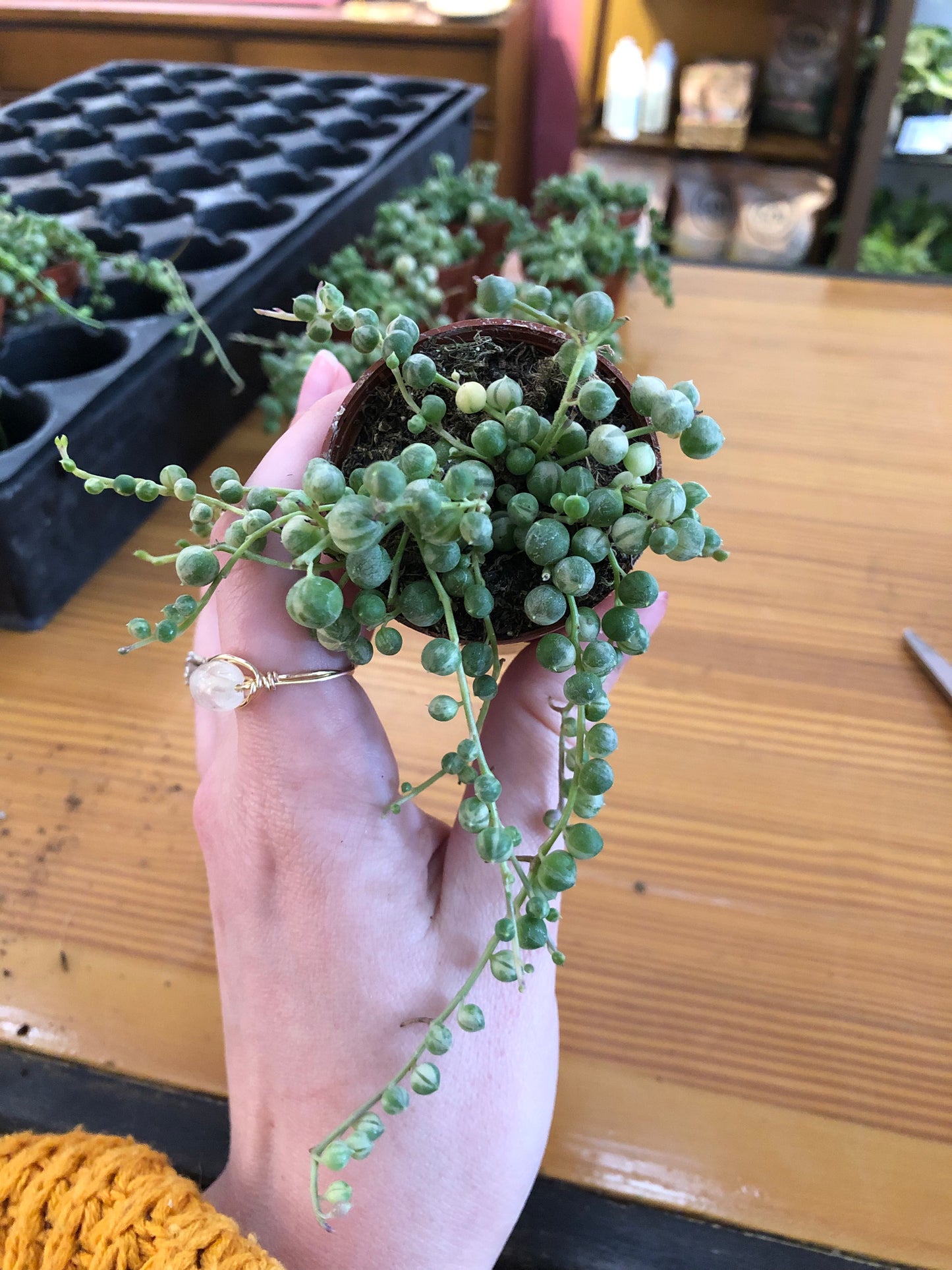 Variegated string of pearls