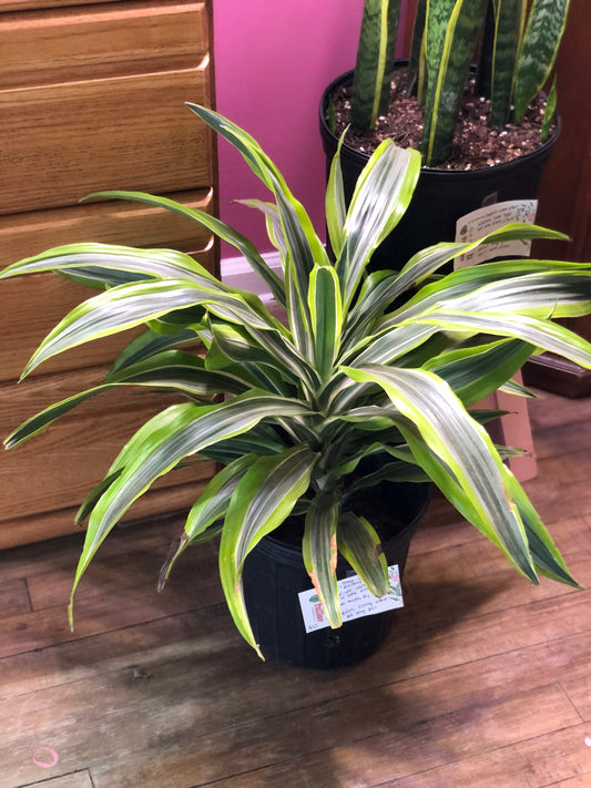 Lemon lime Dracaena