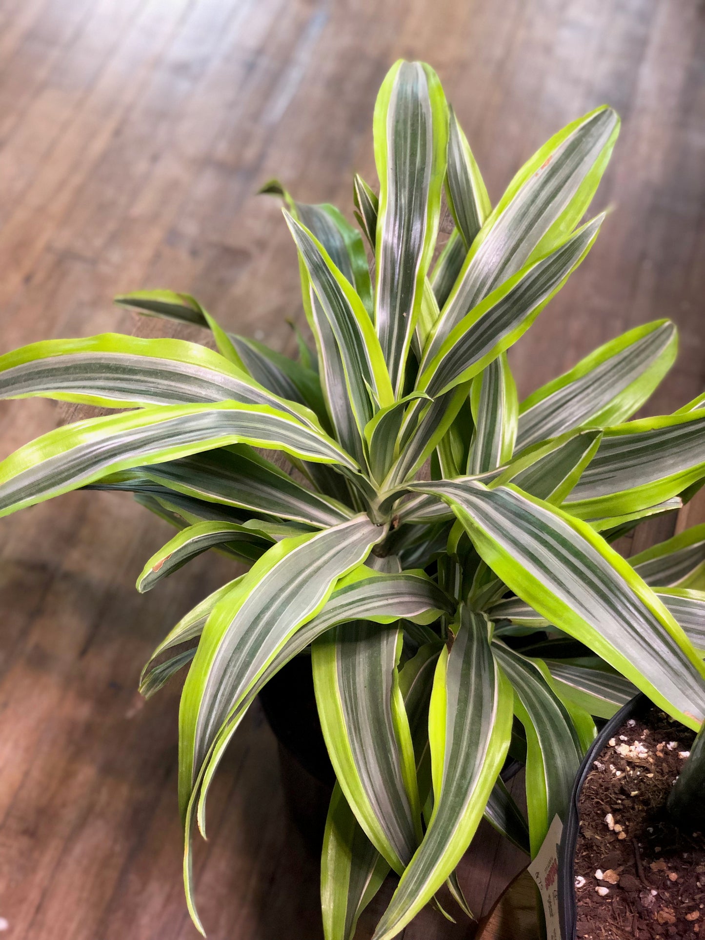 Lemon lime Dracaena