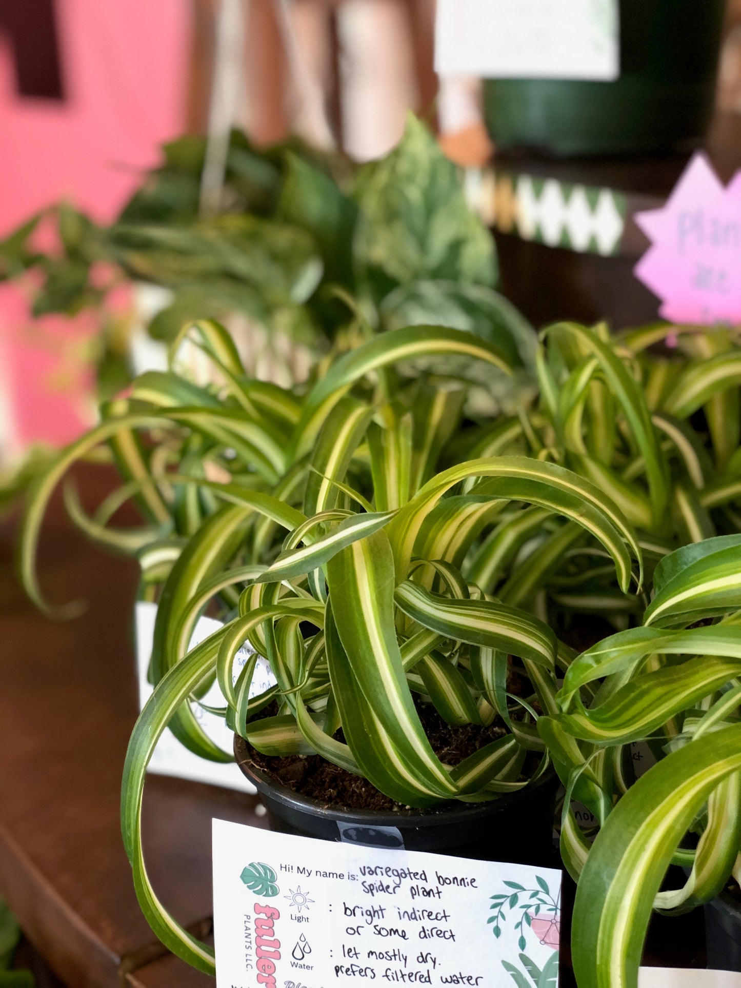Curly variegated spider plant