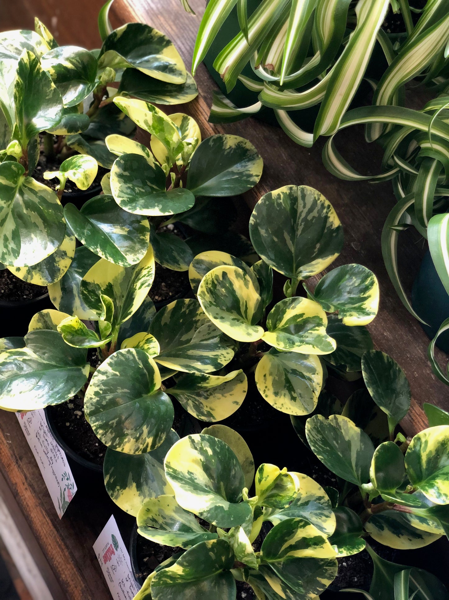 Marble peperomia obtusifolia