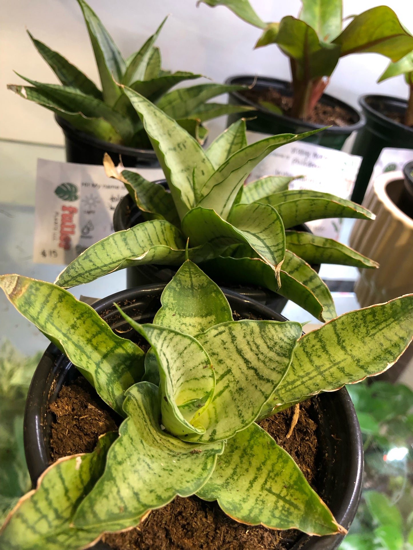 Snake plant “Himalayan”