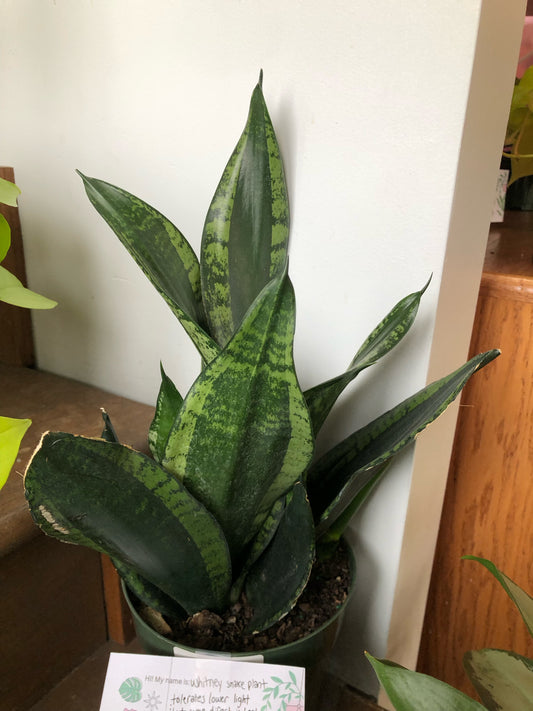 Whitney snake plant