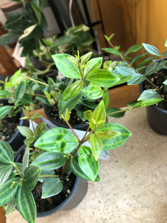 Peperomia angulata