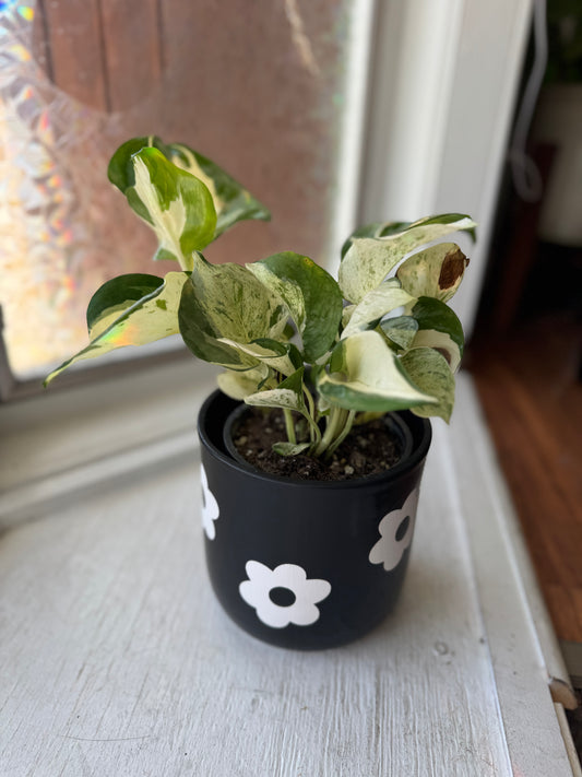 Black & White Flower Pot