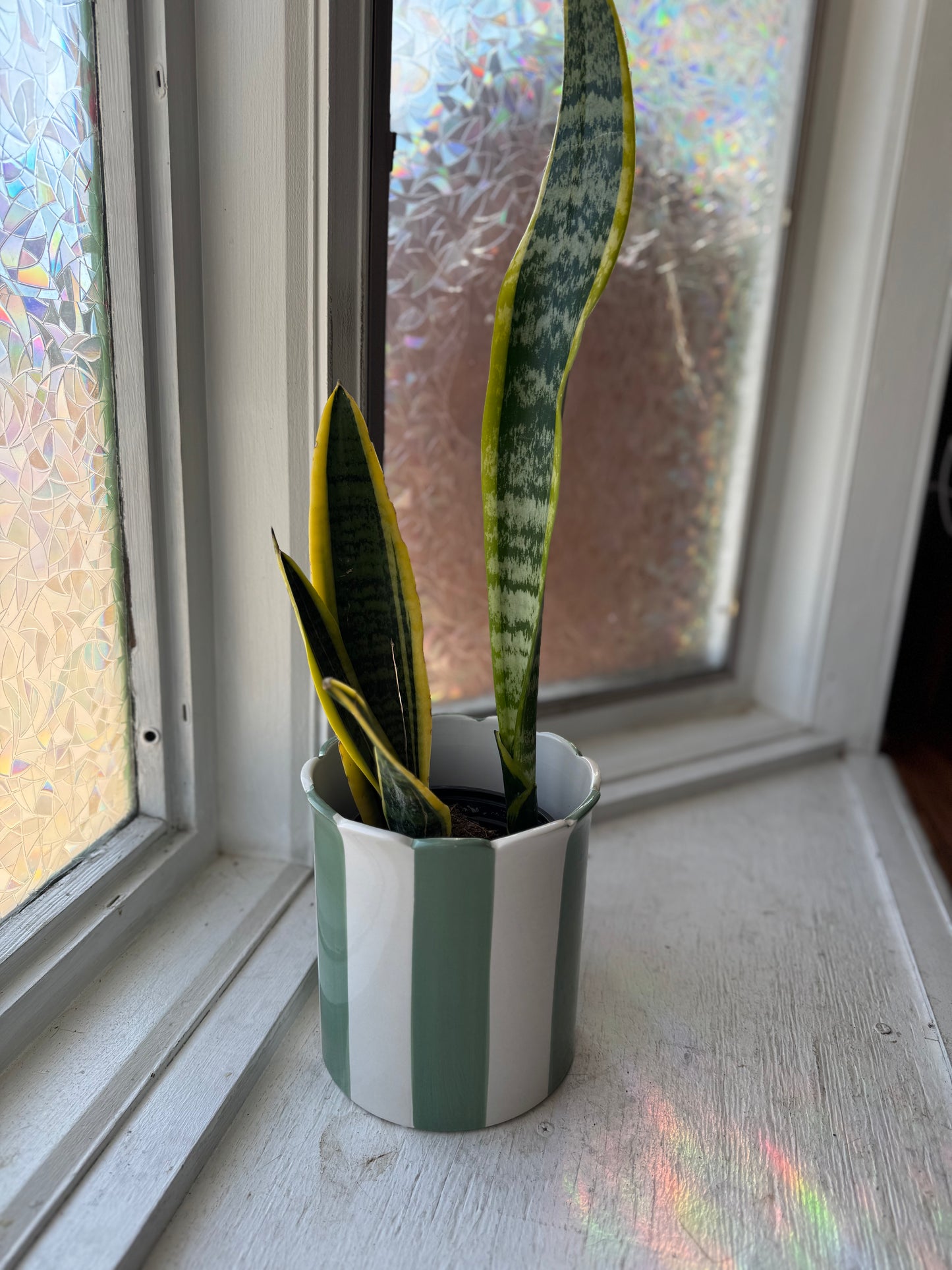 Green Striped Scallop Pot