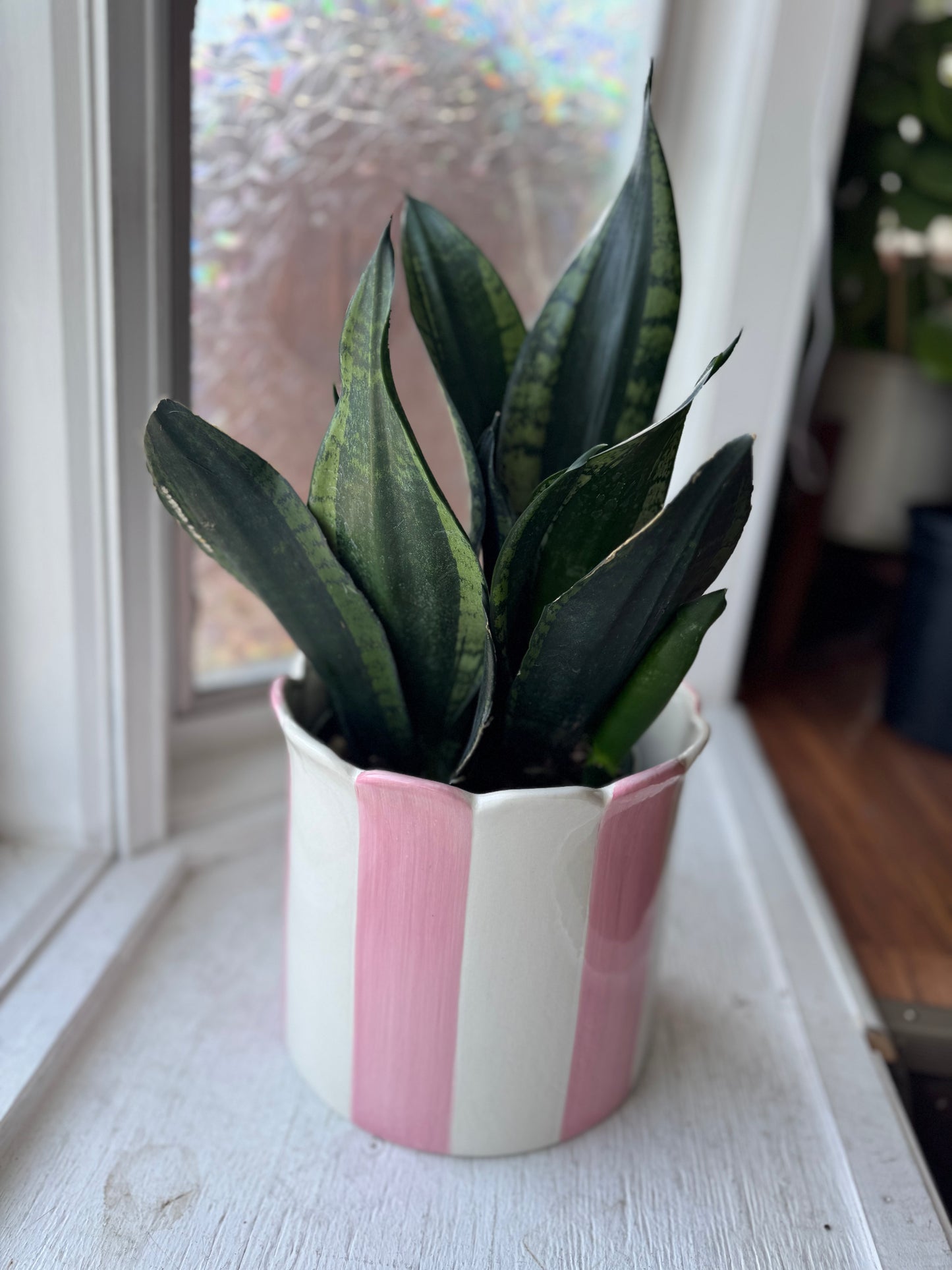 Pink Striped Scallop Pot