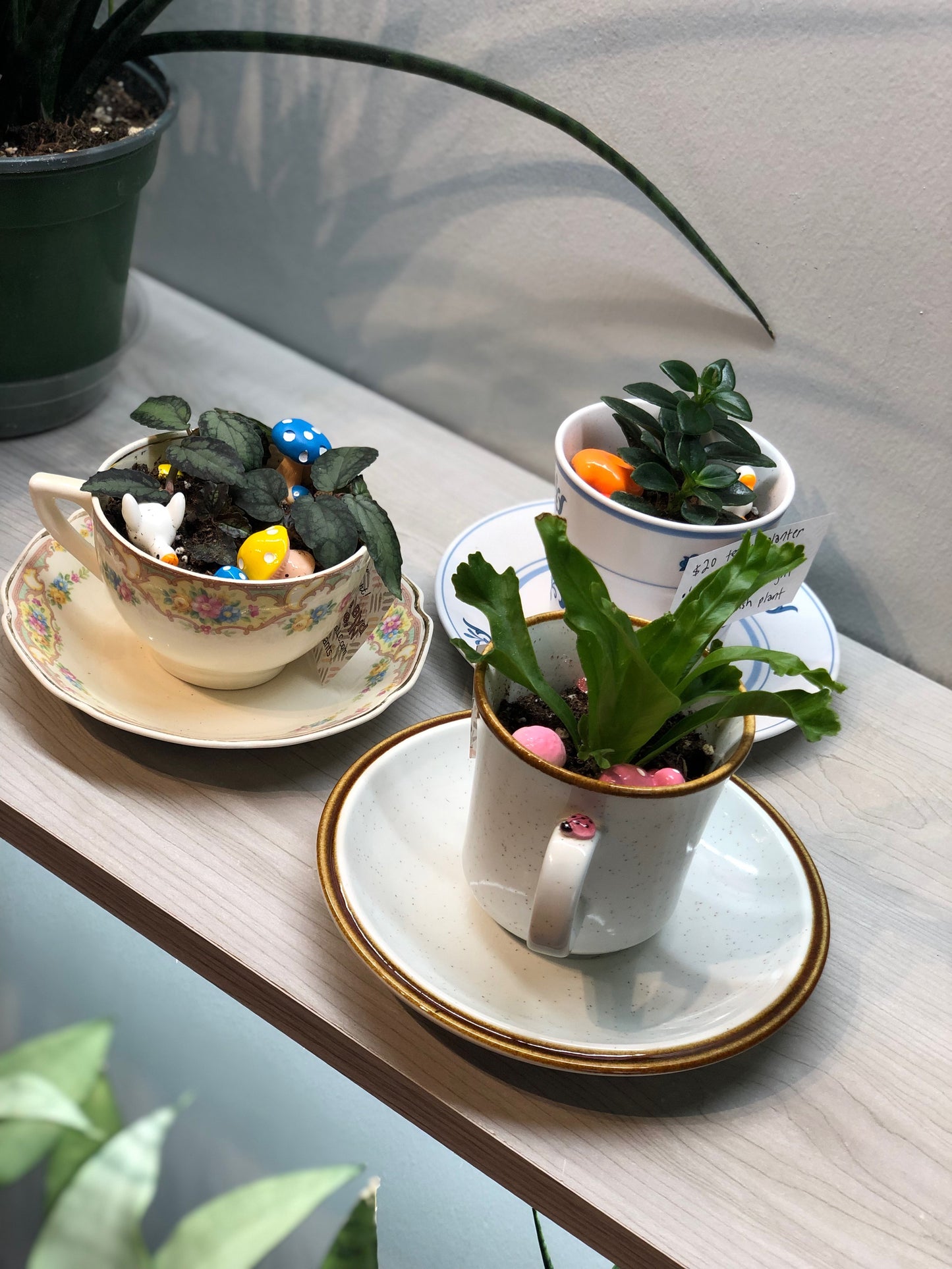 Tea Cup Planter
