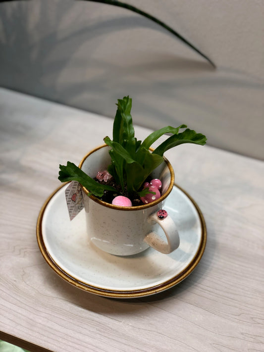 Tea Cup Planter