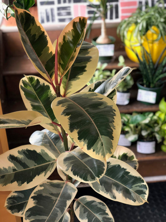 Tineke ficus Elastica