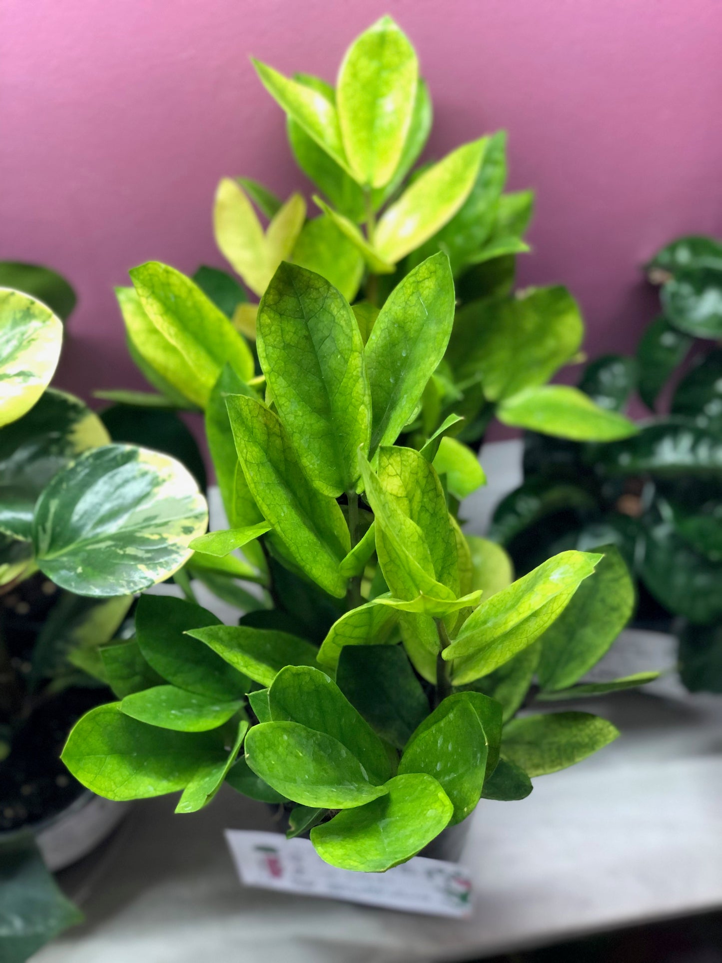 Chameleon ZZ plant