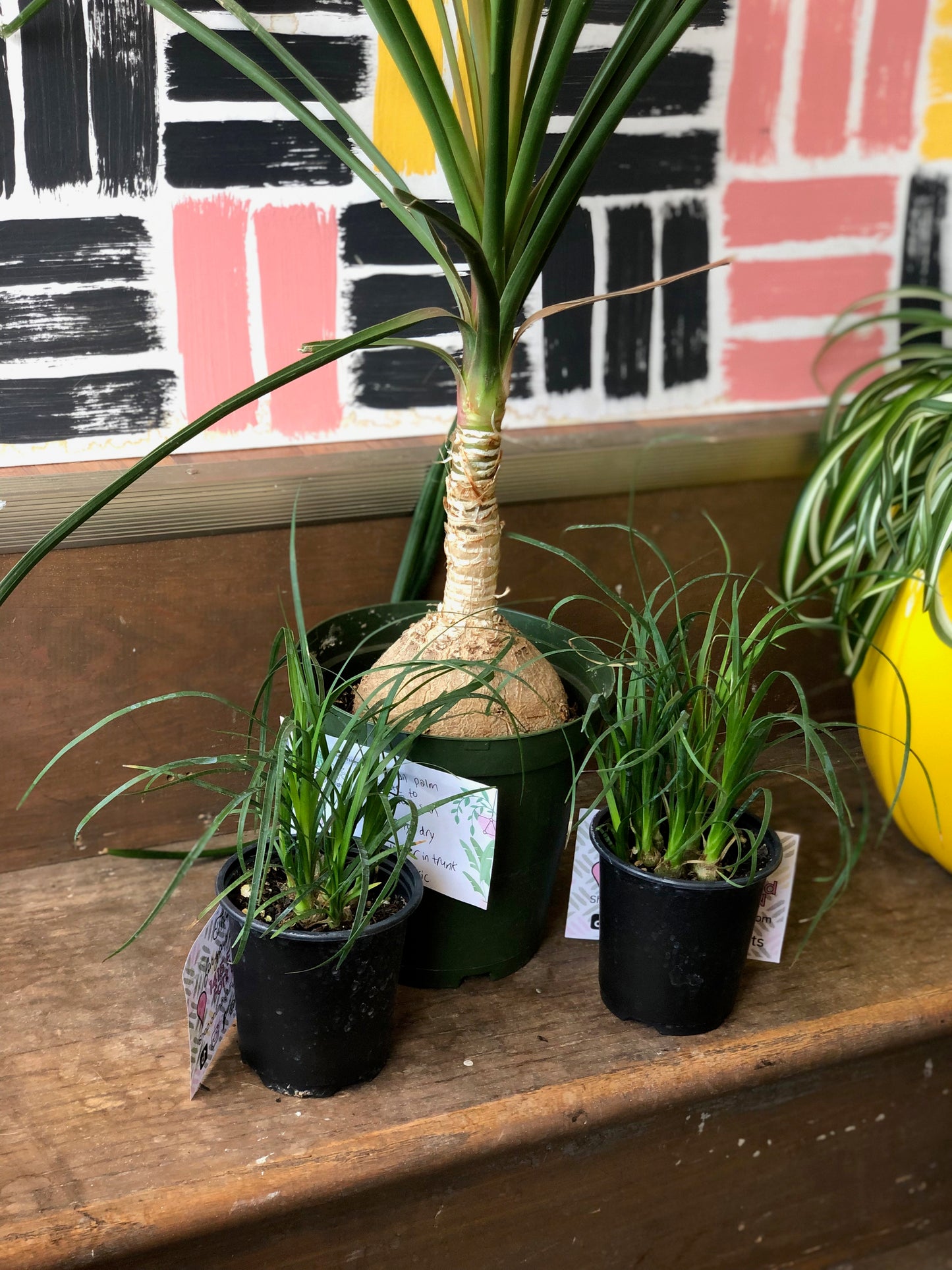 Ponytail palm