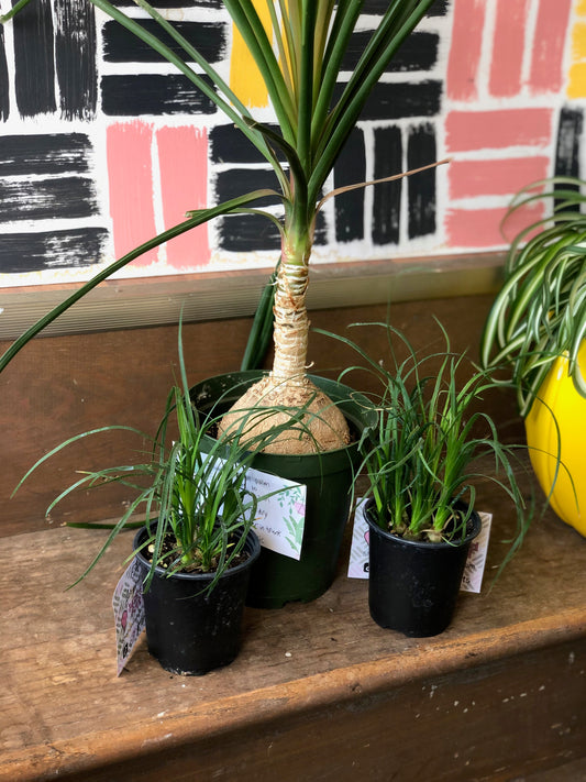 Ponytail palm