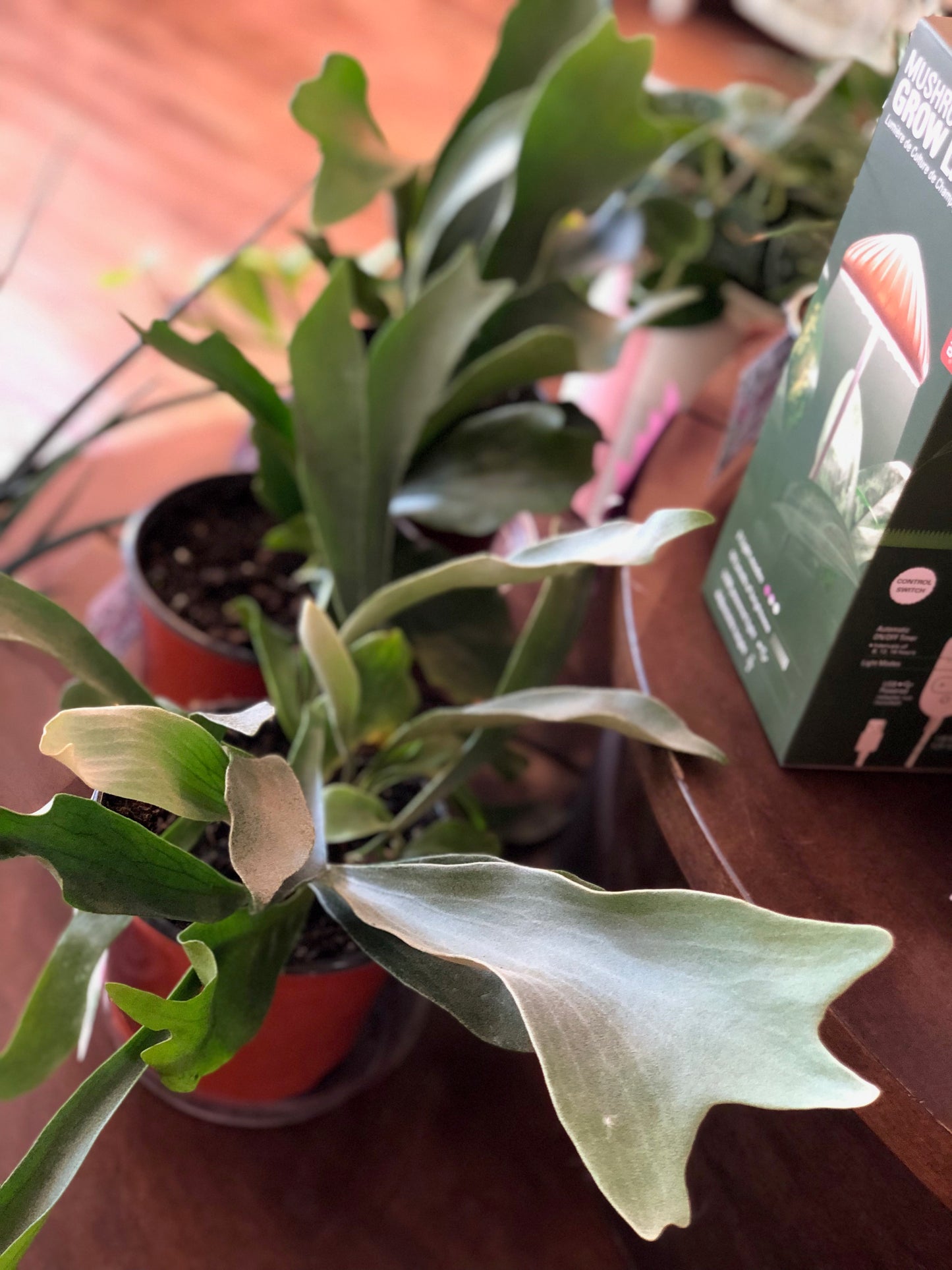 Staghorn fern