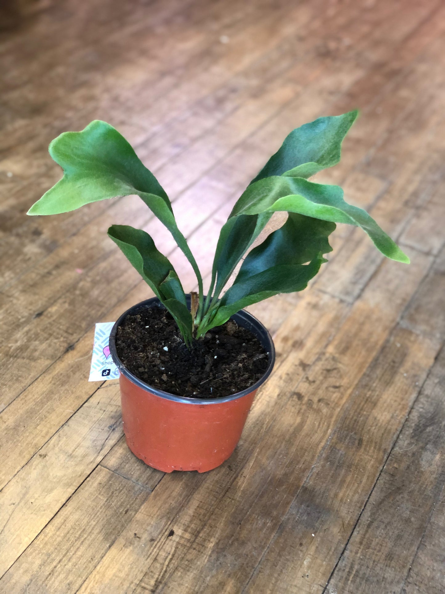 Staghorn fern