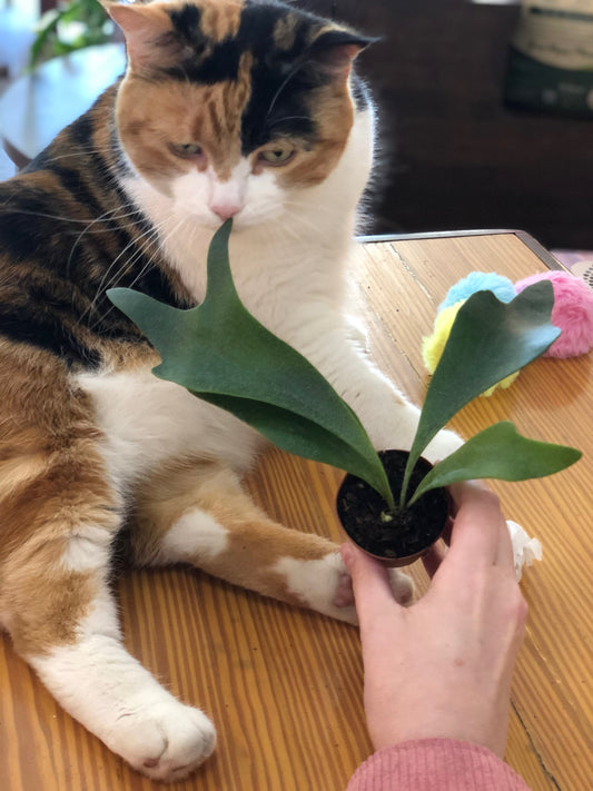 Staghorn fern