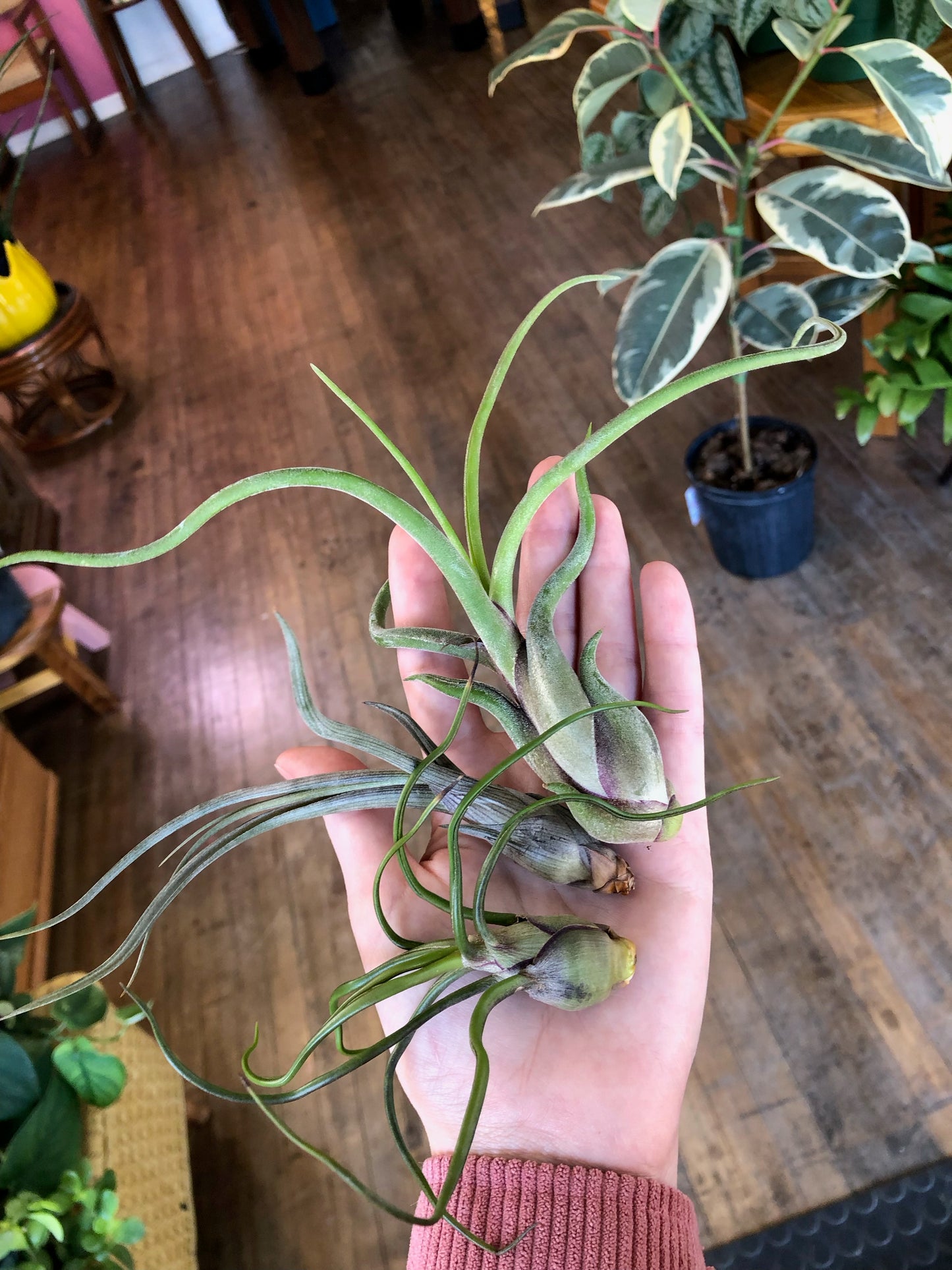 Assorted air plants