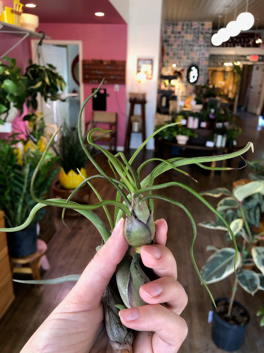 Assorted air plants