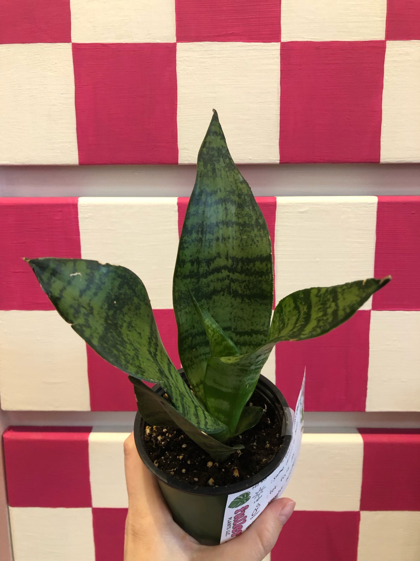 Robusta snake plant