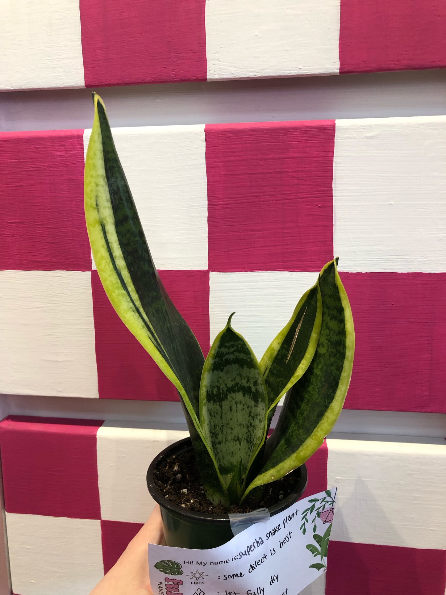 Superba snake plant