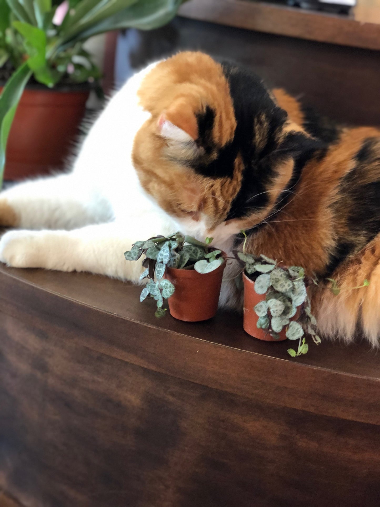 String of hearts