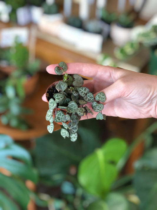 String of hearts