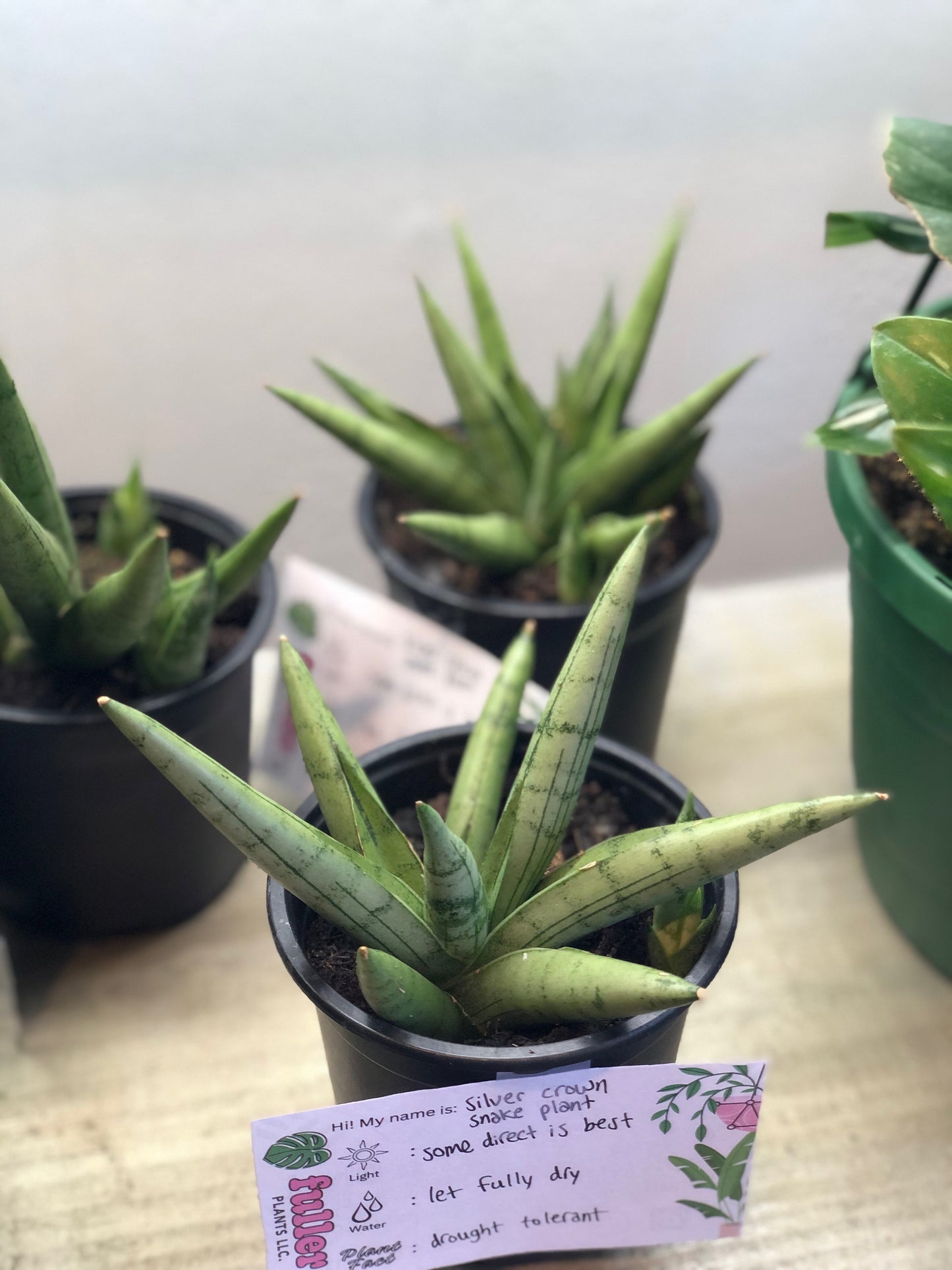 Snake plant “silver crown”