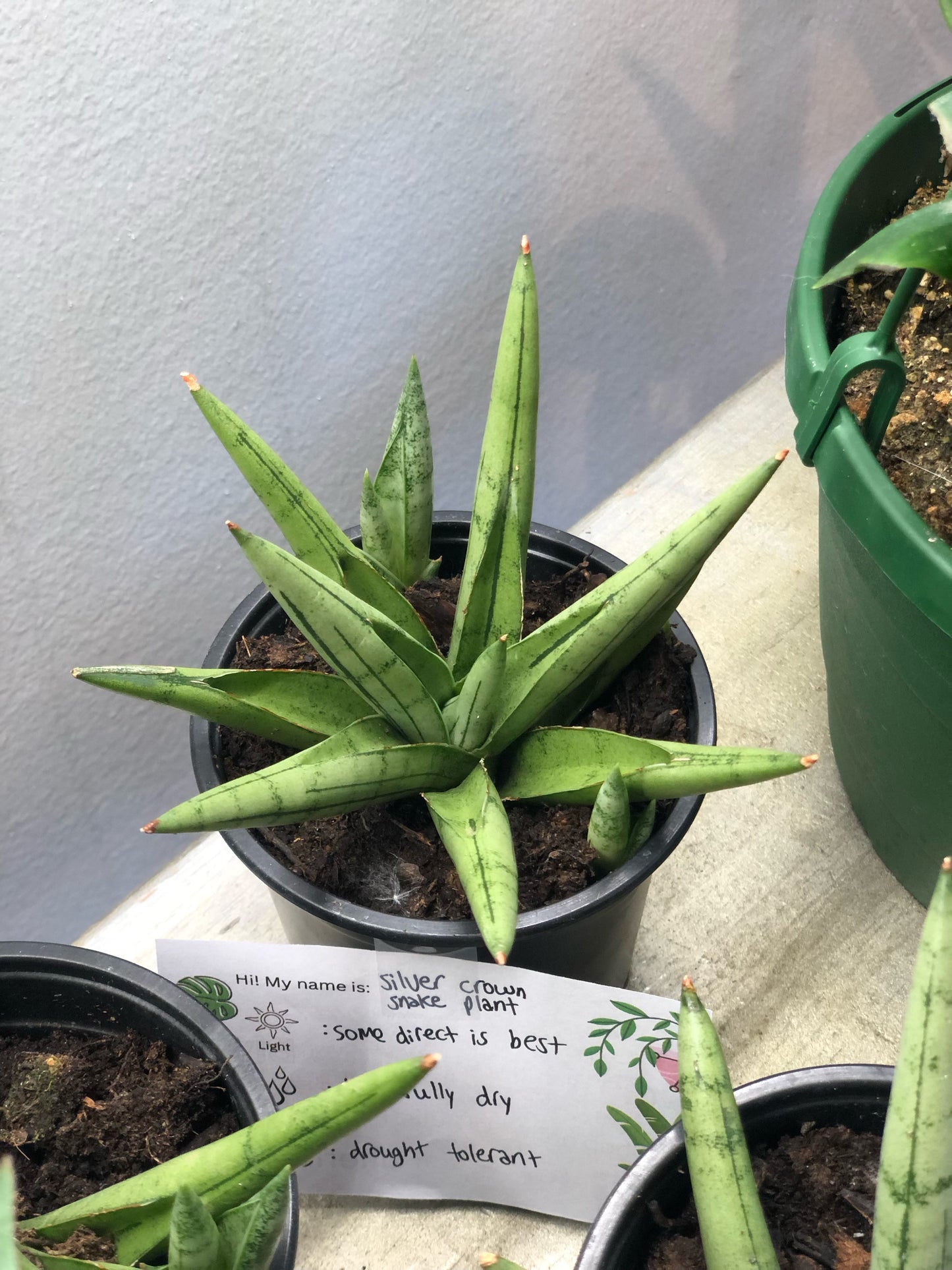Snake plant “silver crown”