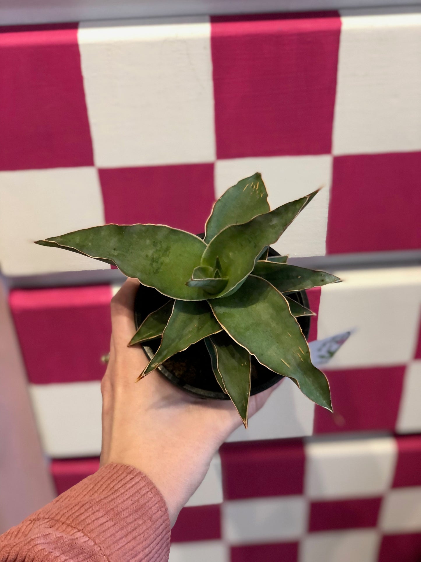 Snake plant “blue kew”