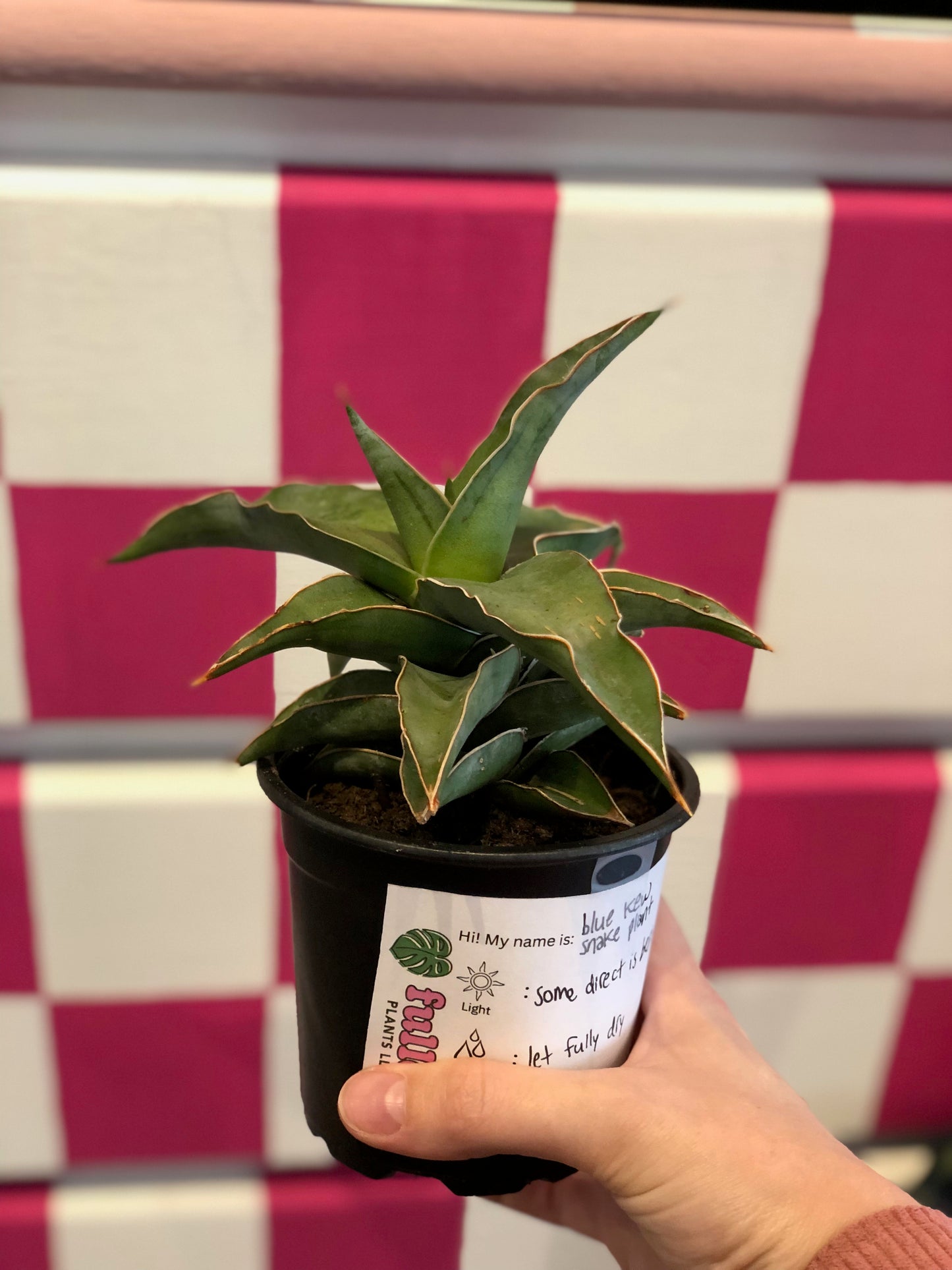 Snake plant “blue kew”