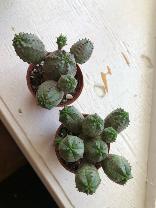 Euphorbia obesa