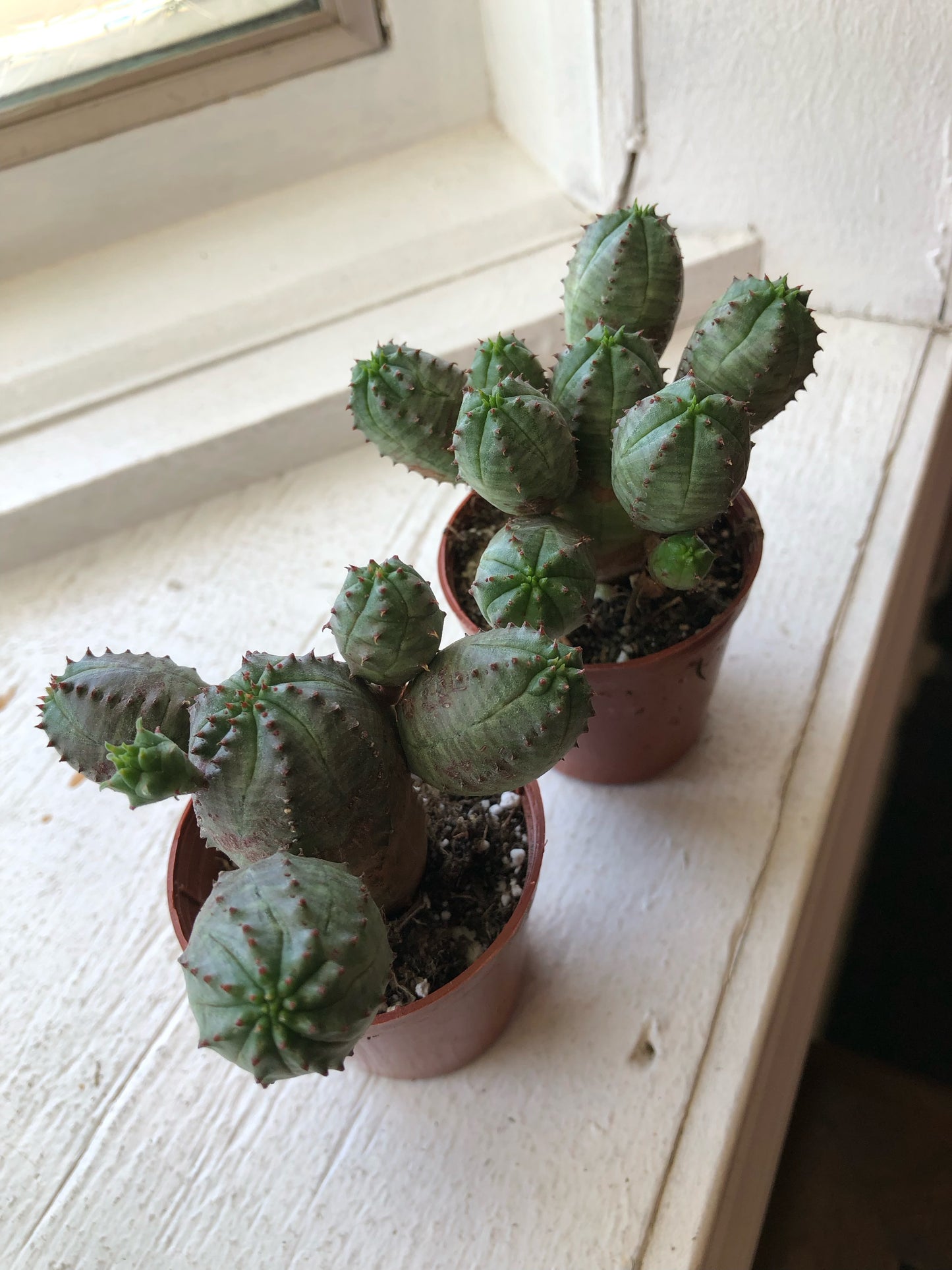 Euphorbia obesa